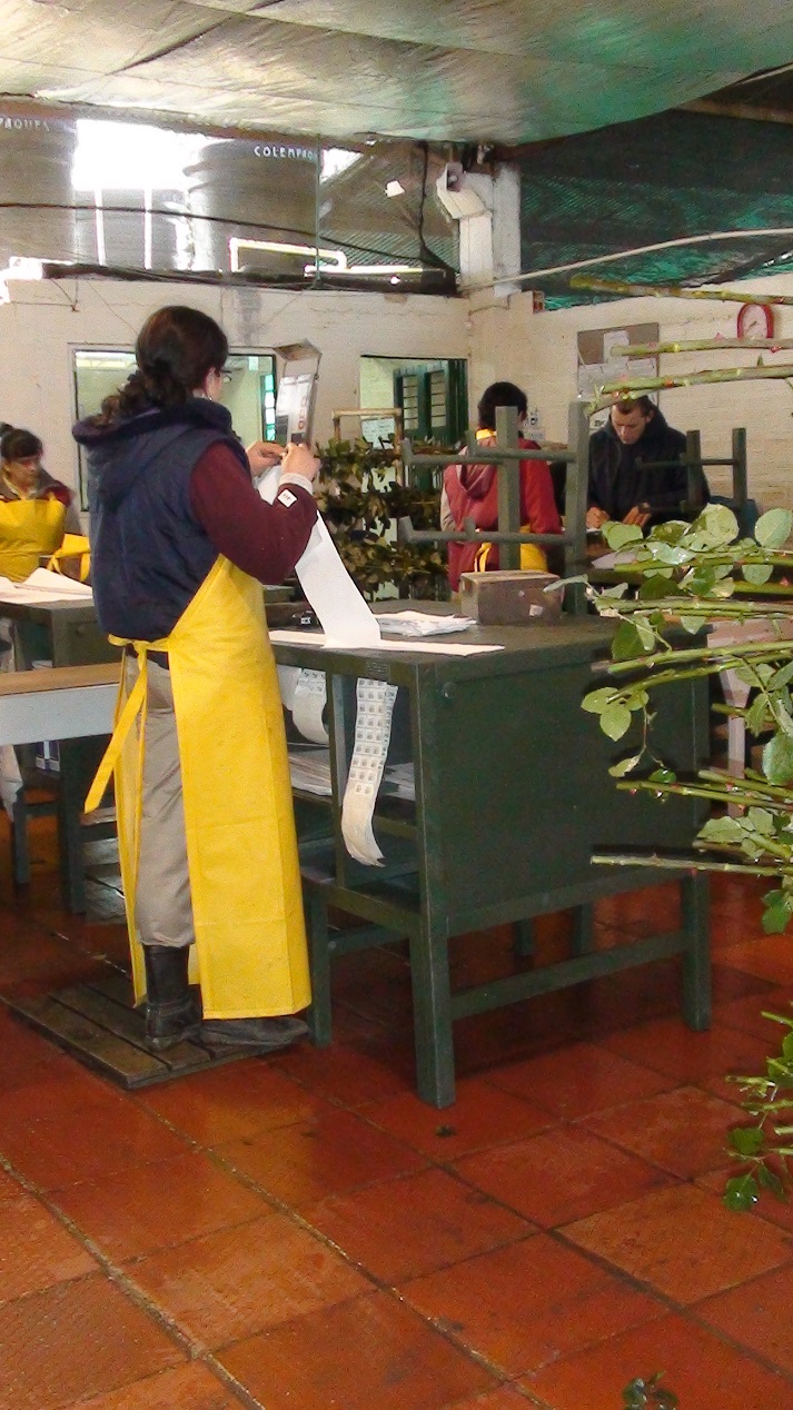 poscosecha puestos y estaciones de trabajo pos cosechas beneficiar cosecha selección clasificación de cosechas mesas para clasificar y seleccionar cosechas bandas transportadoras empacadoras 04 poscosecha puestos y estaciones de trabajo pos cosechas beneficiar cosecha selección clasificación de cosechas mesas para clasificar y seleccionar cosechas bandas transportadoras empacadoras 04